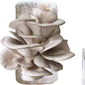 🍄 Organic Blue Oyster Mushroom Grow Kit (4lbs), Made in USA